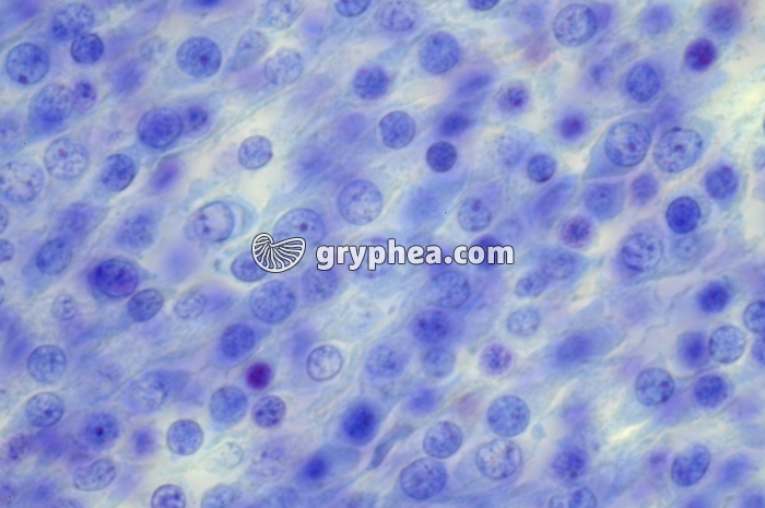 Cellules nerveuses embryon de Souris x400 - gryphea.com